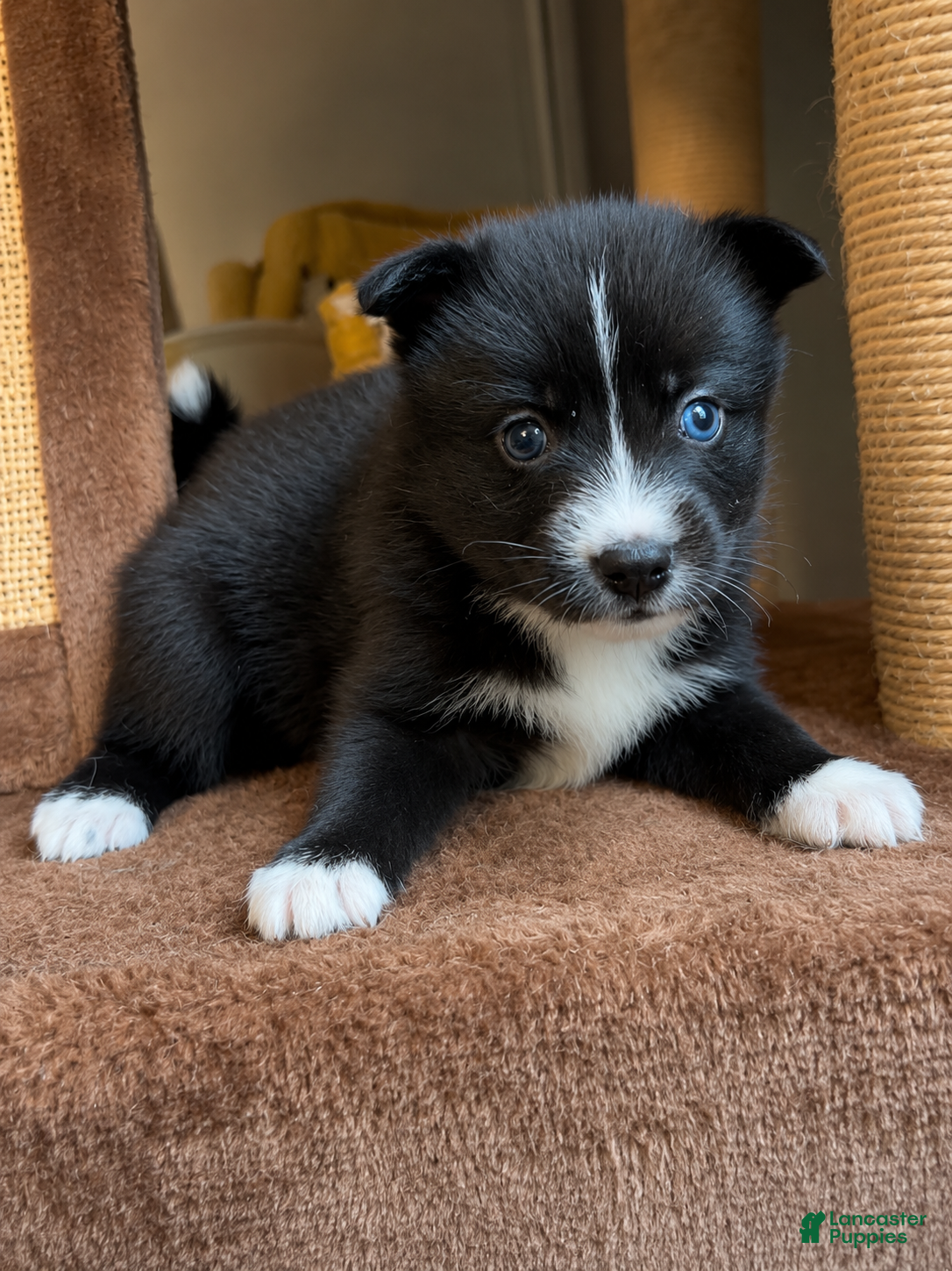 Pomsky dogs Nia - Ad 20