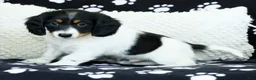 Miniature Dachshund dogs for sale: Lightning - Ad 7