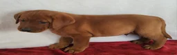 Labrador Retriever dogs for sale: Rusty - Ad 3