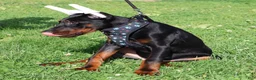 Doberman Pinscher dogs for sale: Doberman Pinscher 1 - Ad 5