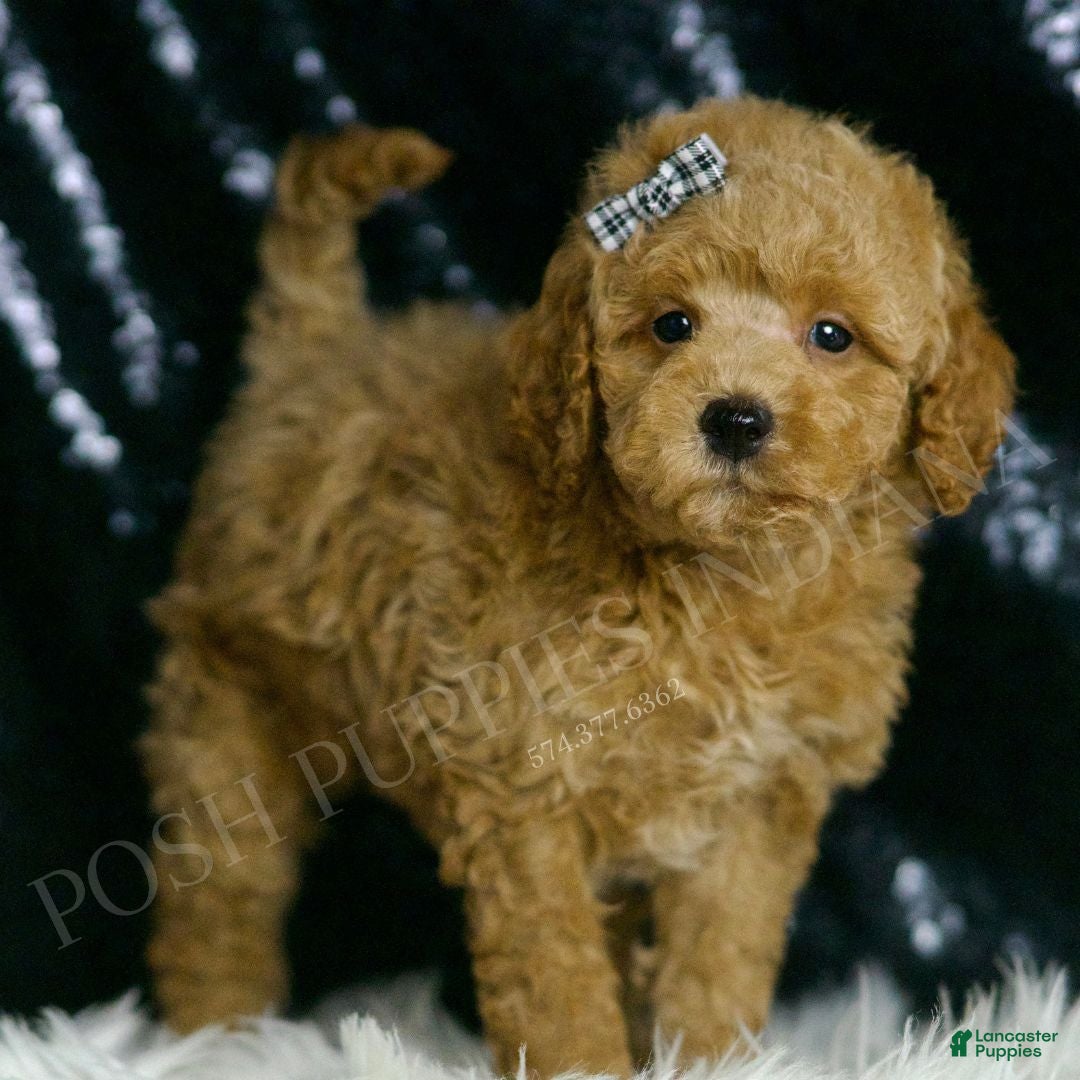 Mini Goldendoodle dogs for sale: Melon F1BB  - Ad 2