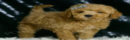 Mini Goldendoodle dogs for sale: Melon F1BB  - Ad 2
