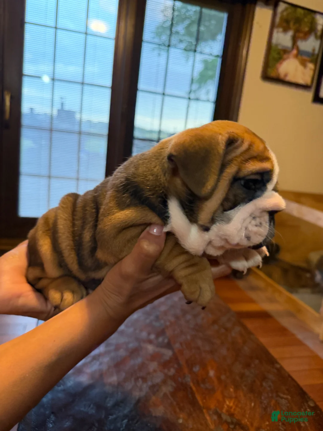 English Bulldog dogs for sale: Puppy 3 - Ad 13