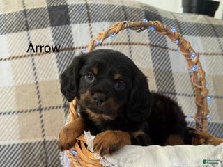 Mixed Breed dogs Arrow - Ad 34