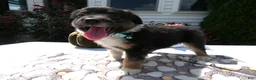 Mixed Breed dogs for sale: Mixed Breed 4 Leo - Ad 2