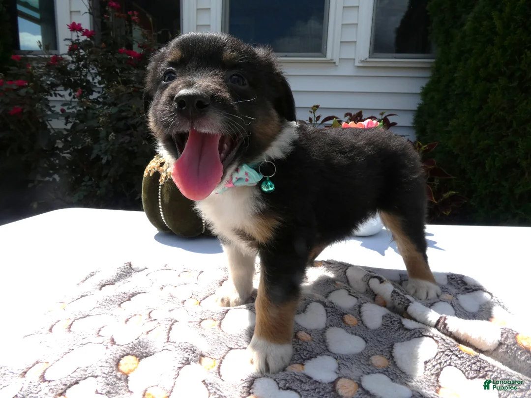 Mixed Breed dogs for sale: Mixed Breed 4 Leo - Ad 2