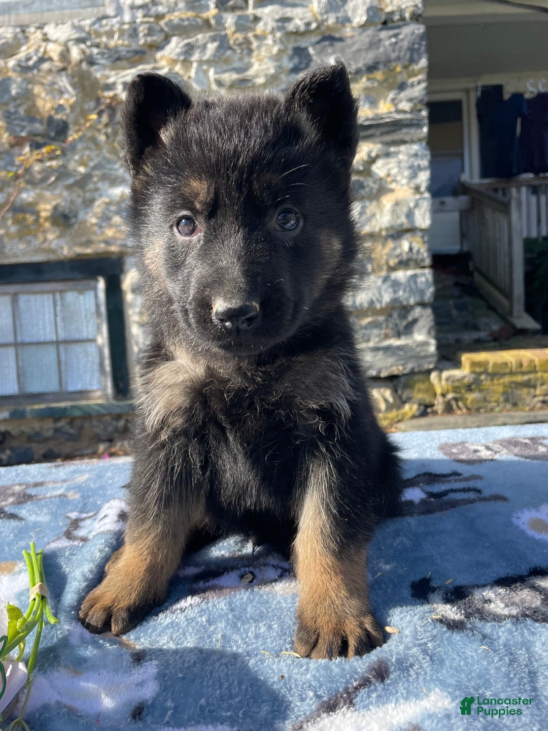 German Shepherd dogs for sale: Rudy - Ad 2