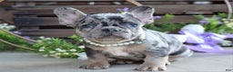French Bulldog dogs for sale: Max - Ad 10