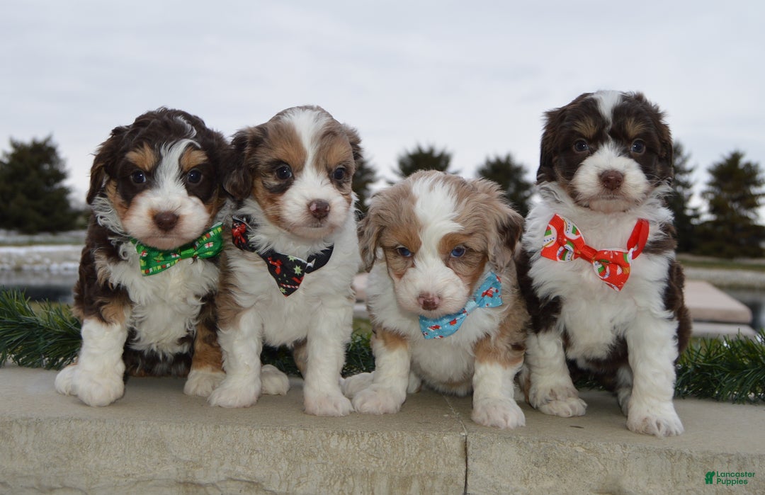 Mini Aussiedoodle dogs for sale: Toy Angel - Ad 23