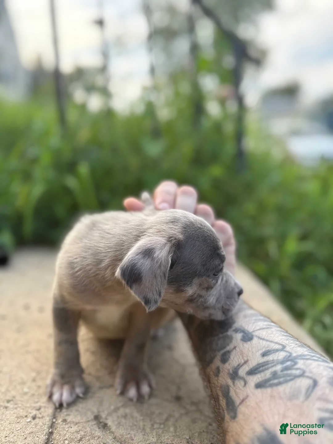 American Bully dogs for sale: Winter - Ad 2
