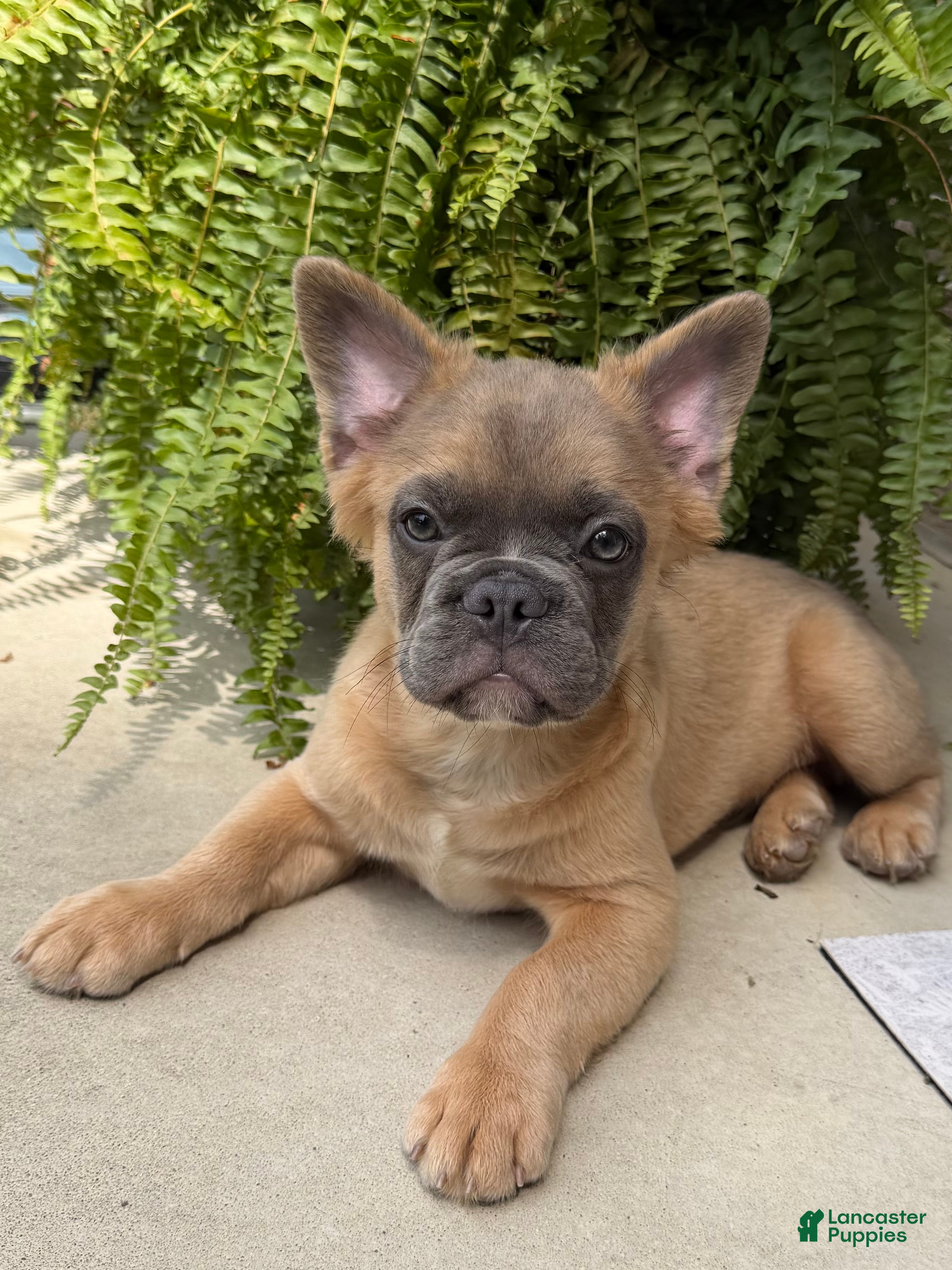 French Bulldog dogs Ash - Ad 1