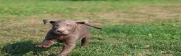 Labrador Retriever dogs for sale: Hudson - Ad 3