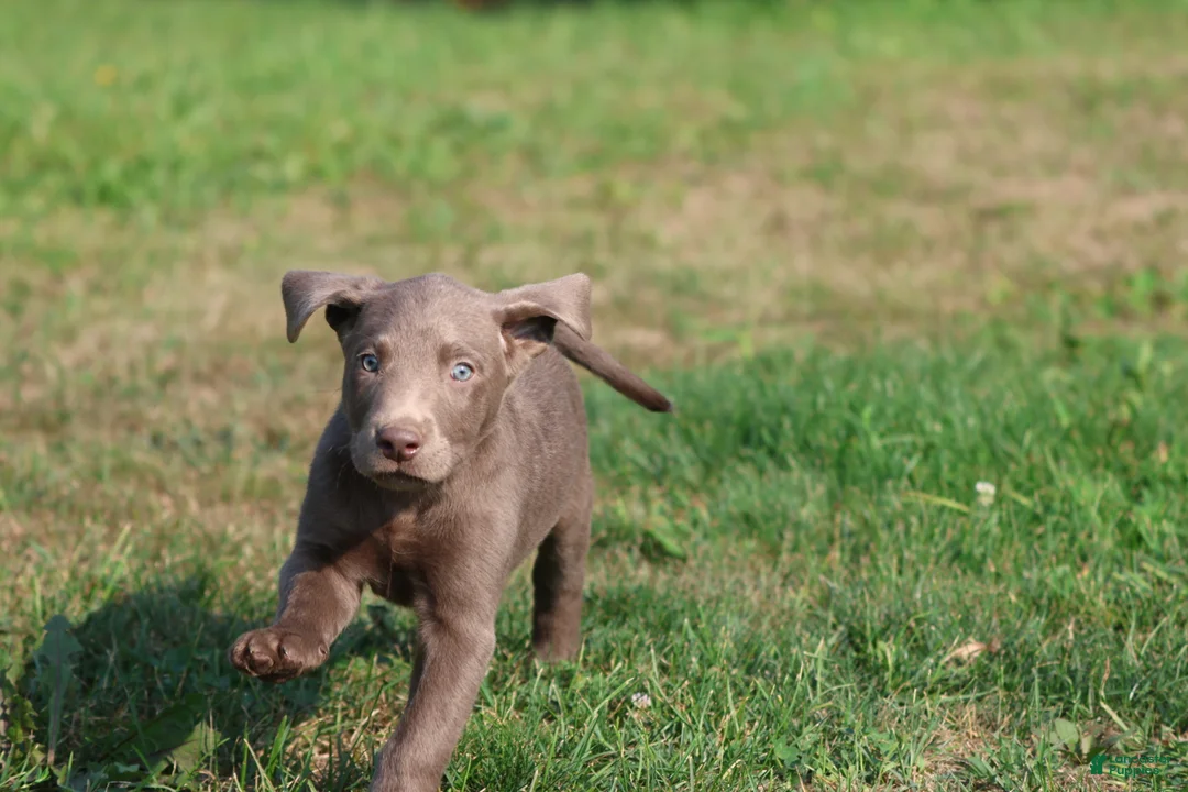 Labrador Retriever dogs for sale: Hudson - Ad 3