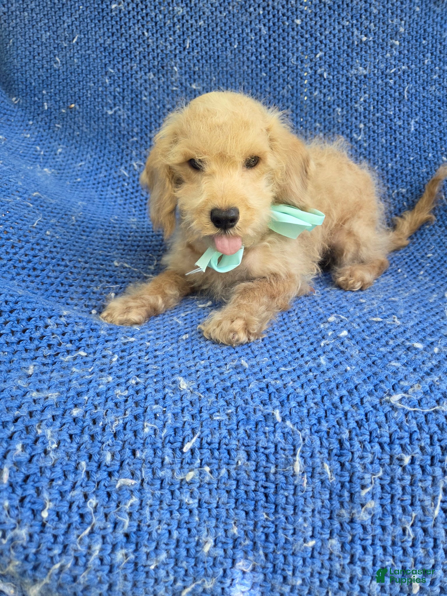 Cockapoo dogs Olly - Ad 1