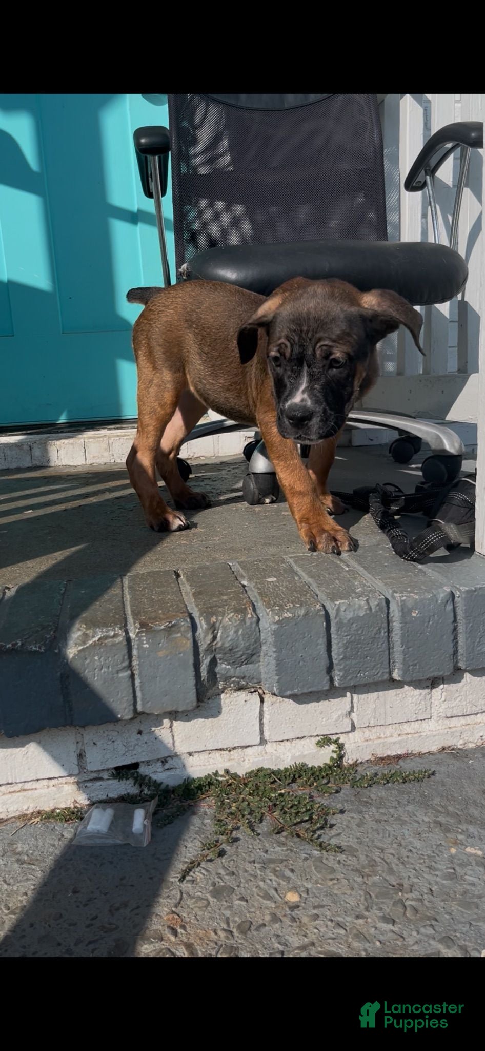 Cane Corso dogs Cane Corso 1 - Ad 38