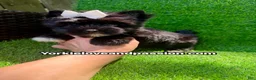 Yorkshire Terrier dogs for sale: Yorkshire Terrier 1 - Ad 10