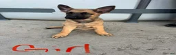 German Shepherd dogs for sale: Blondie - Ad 11