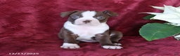Boston Terrier dogs for sale: Bouncer - Ad 3