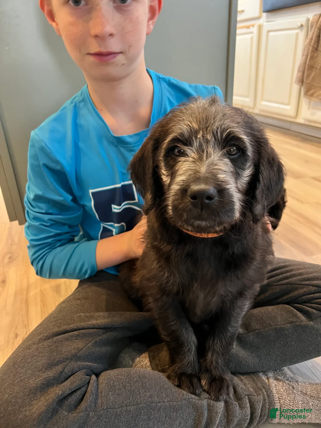 Labradoodle dogs for sale: Lucky  - Ad 5