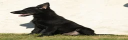 German Shepherd dogs for sale: Ferris German Shepherd  - Ad 4