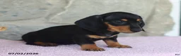 Miniature Dachshund dogs for sale: Colt - Ad 3