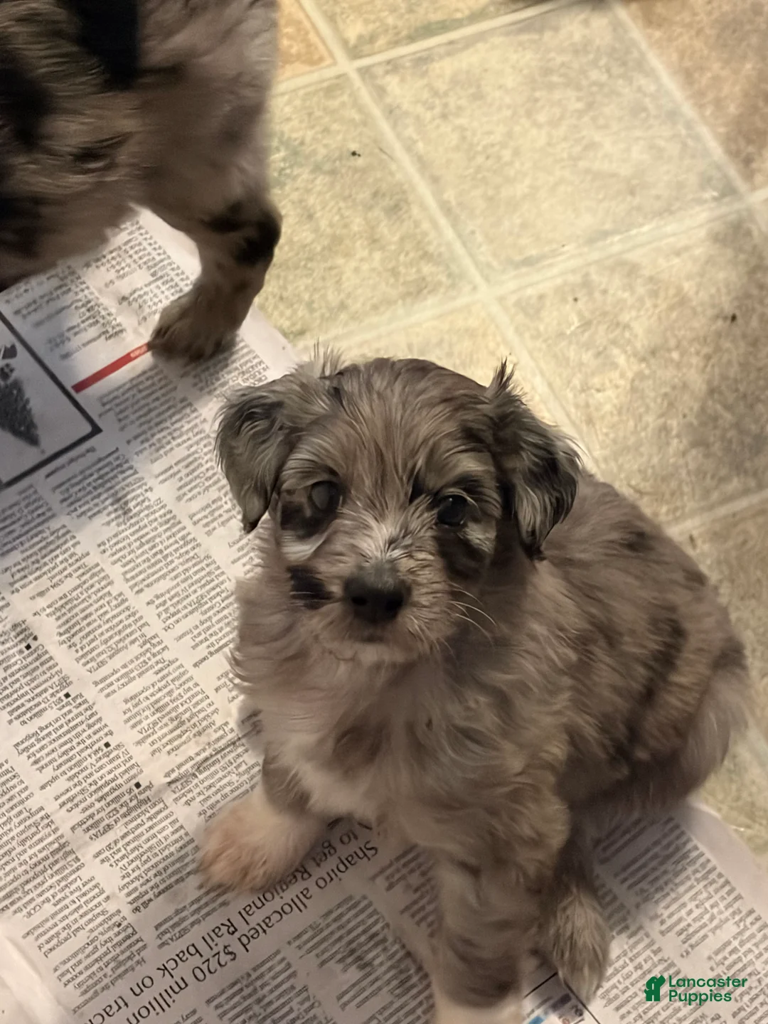 Aussiedoodle dogs for sale: Juliette - Ad 2