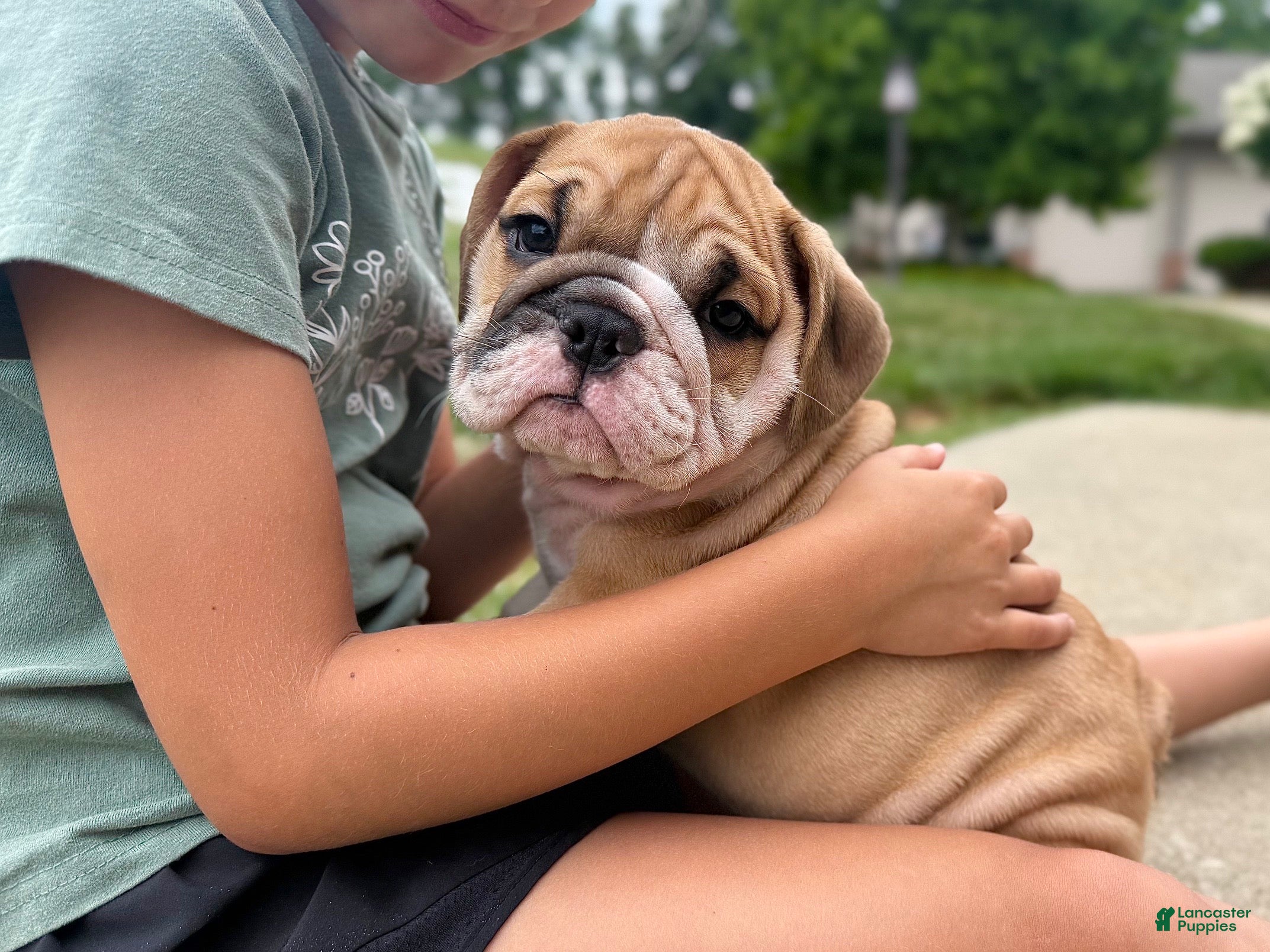 English Bulldog dogs Tyson - Ad 1