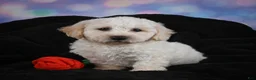 Bichon Frise dogs for sale: Jeff - Ad 6