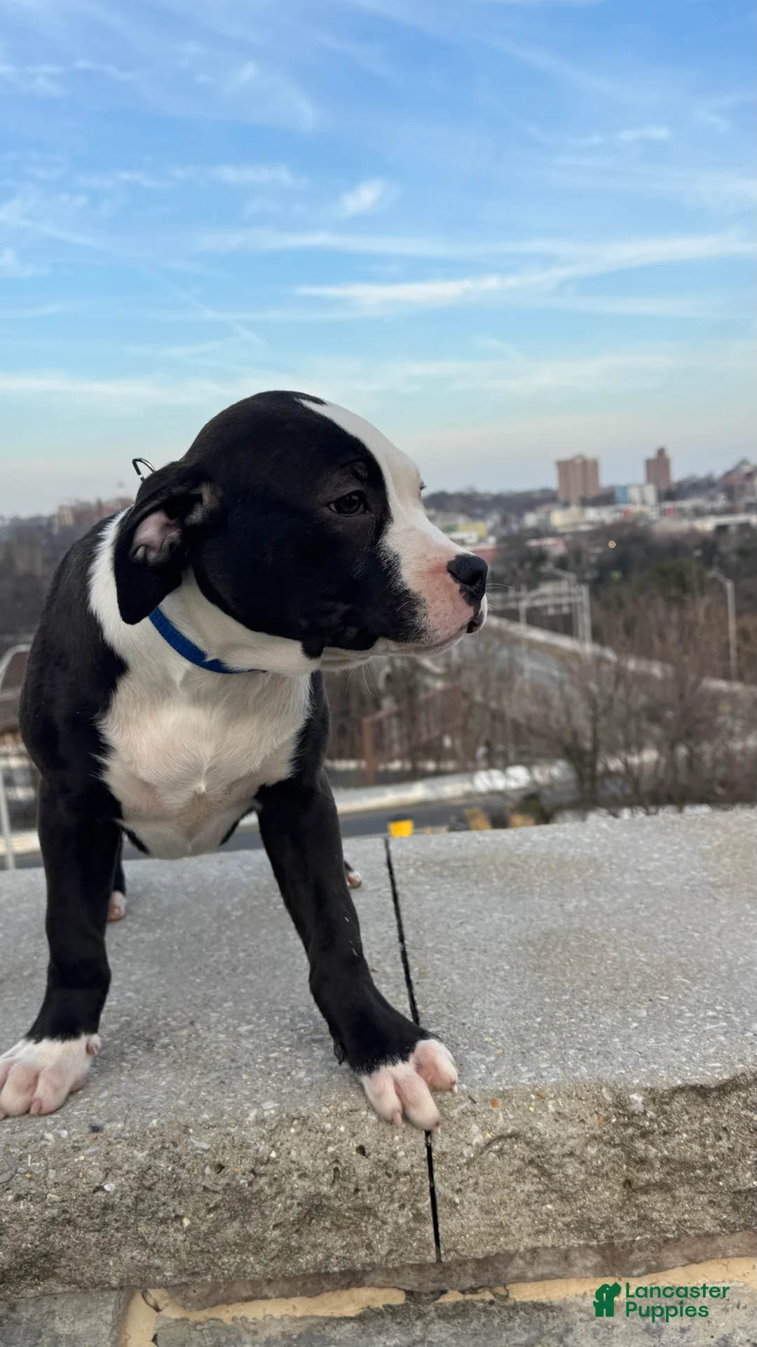 American Bully dogs for sale: Sage - Ad 7