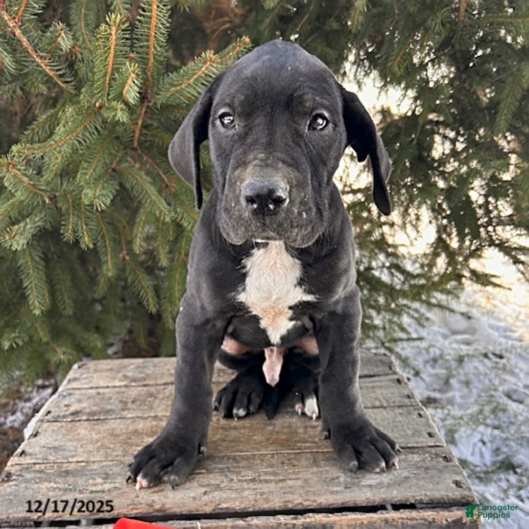 Great Dane dogs for sale: Slade - Ad 1