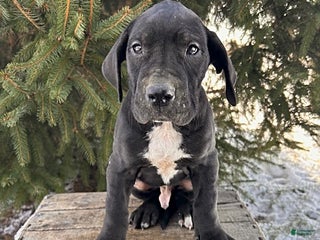 Great Dane dogs Slade - Ad 7