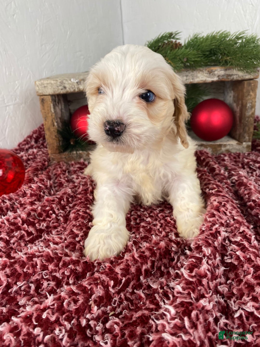 Cockapoo dogs for sale: Milo - Ad 2