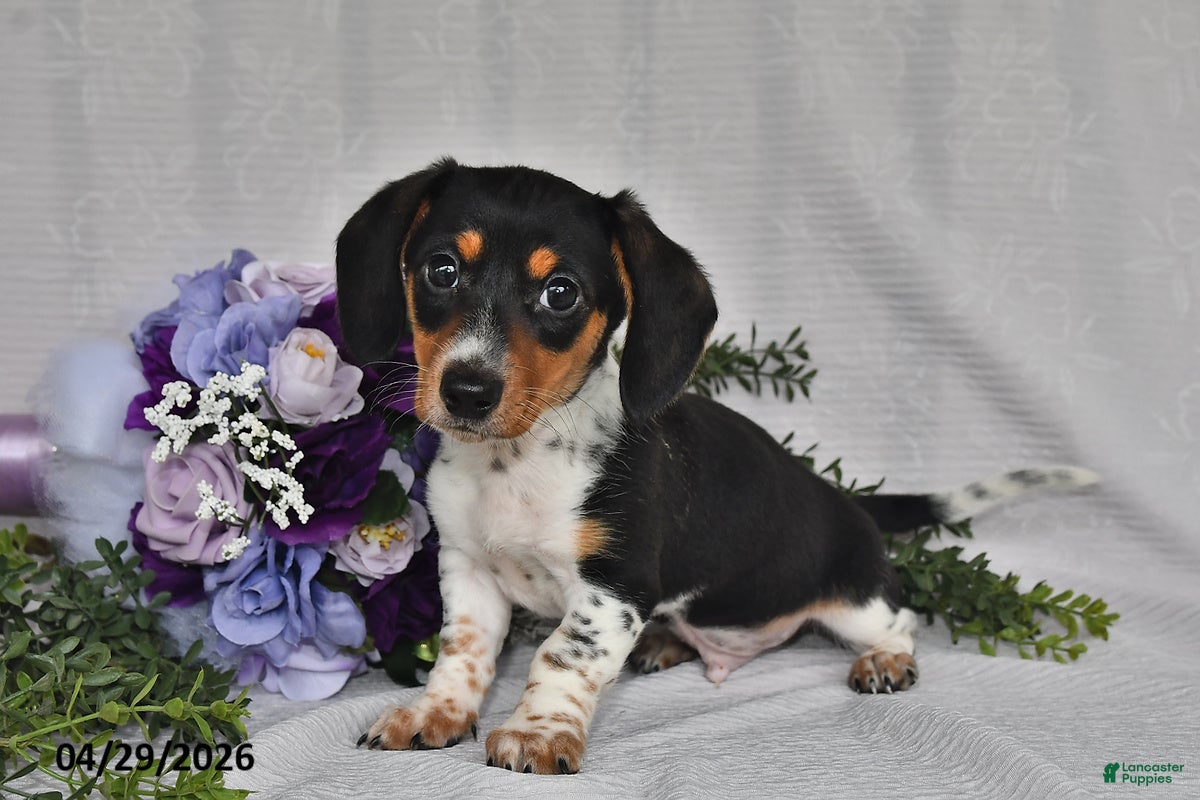 Miniature Dachshund dogs for sale: King - Ad 1