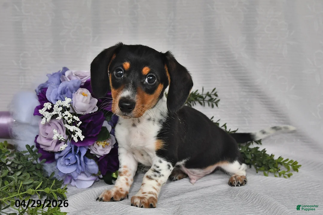 Miniature Dachshund dogs for sale: King - Ad 1