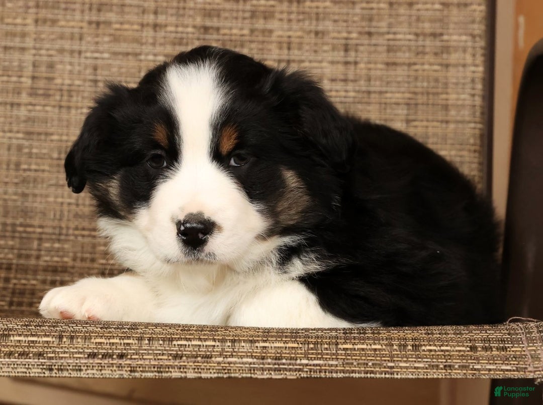 Miniature Australian Shepherd dogs for sale: Rocky - Ad 8