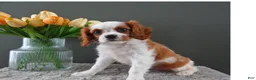 Cavalier King Charles Spaniel dogs for sale: Carly - Ad 4