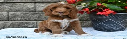 Goldendoodle dogs for sale: Oliver - Ad 5