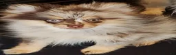 Pomeranian dogs for sale: Pomeranian 1 - Ad 2