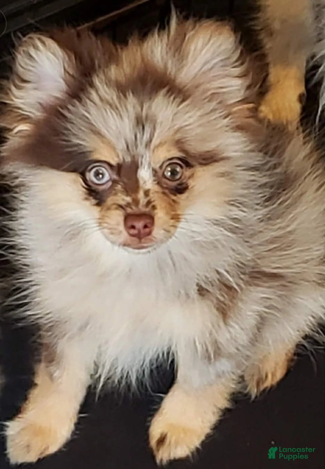 Pomeranian dogs for sale: Pomeranian 1 - Ad 2
