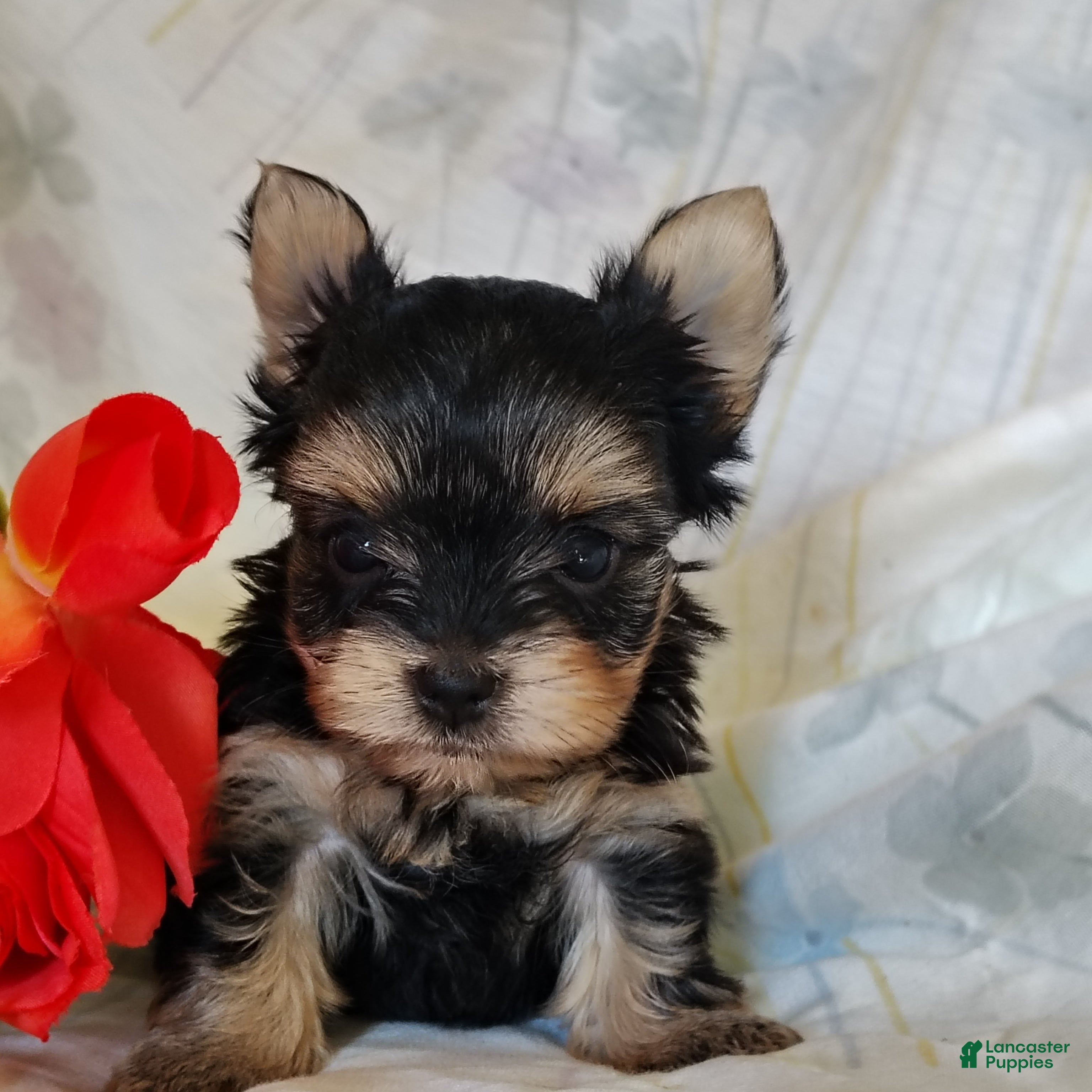 Yorkshire Terrier dogs Yorkshire Terrier 3 - Ad 1