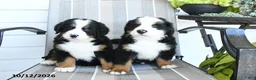 Bernese Mountain Dog dogs for sale: Isla - Ad 5
