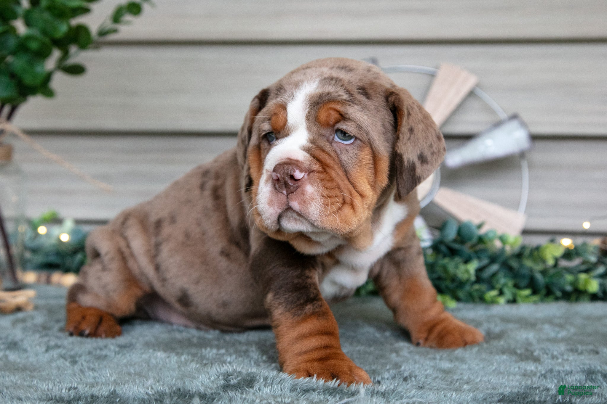 Beabull dogs Spud - Ad 15