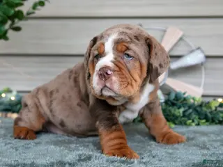 Beabull dogs Spud - Ad 15