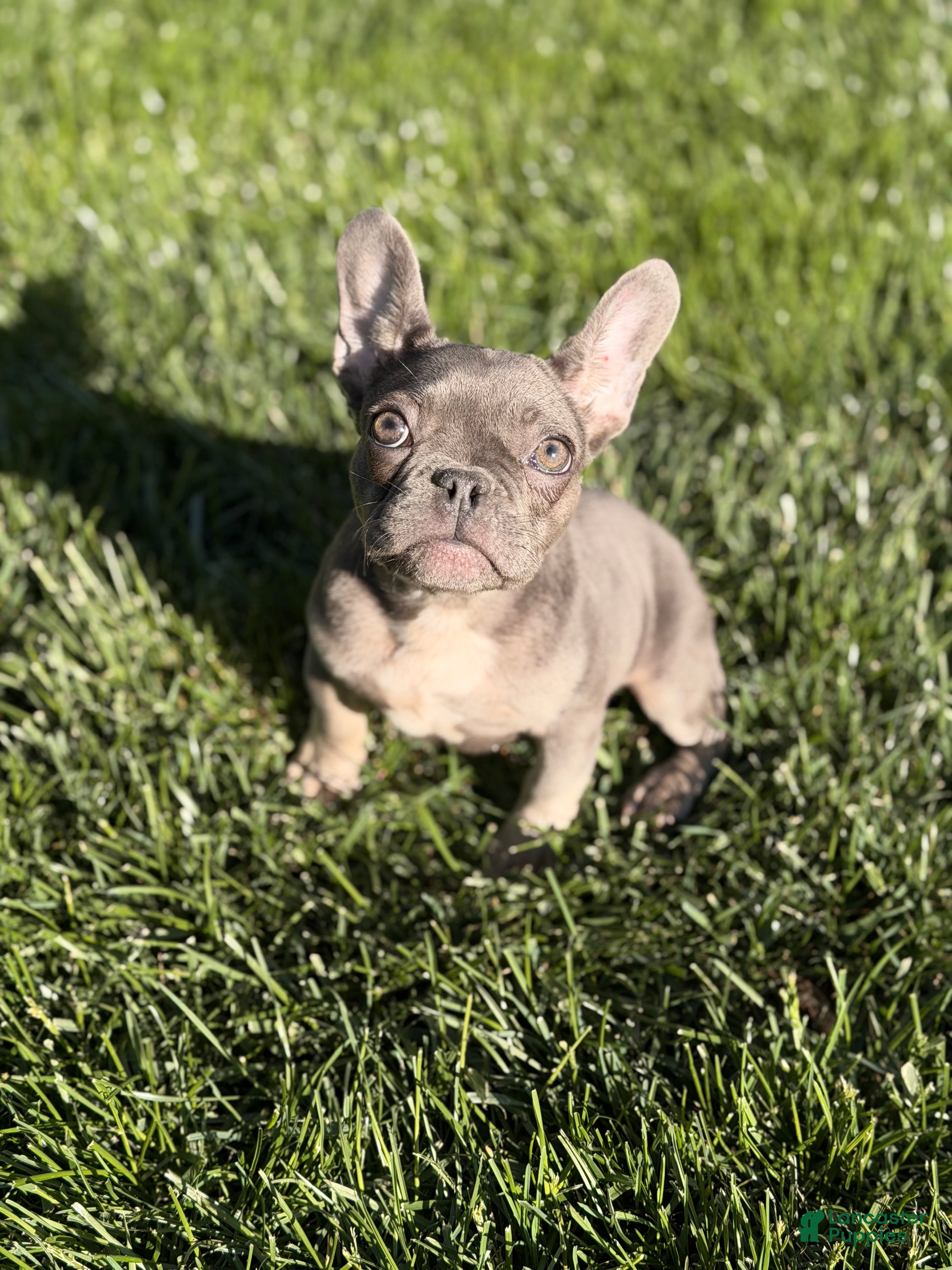 French Bulldog dogs French Bulldog Puppy 3 - Ad 1