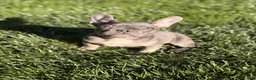 French Bulldog dogs for sale: French Bulldog Puppy 3 - Ad 1