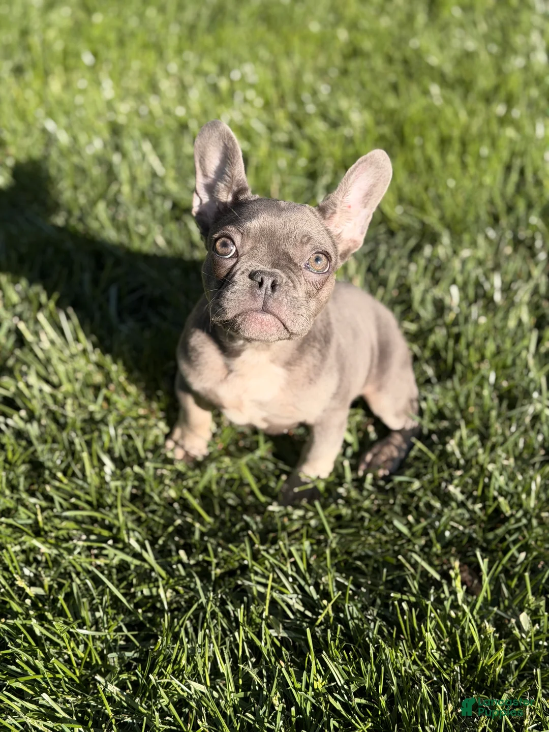 French Bulldog dogs for sale: French Bulldog Puppy 3 - Ad 1