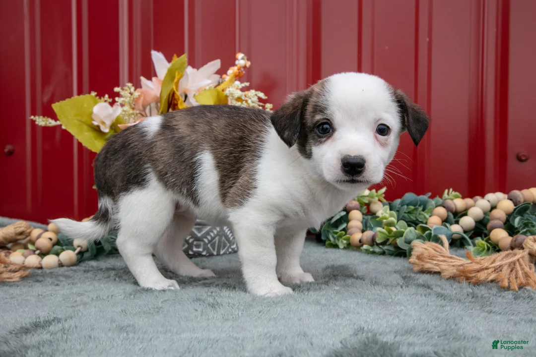 Jack Chi dogs for sale: Lainey - Ad 2