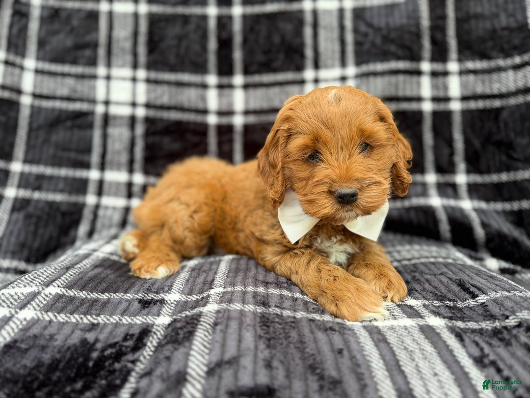 Cockapoo dogs for sale: Cupid - Ad 3