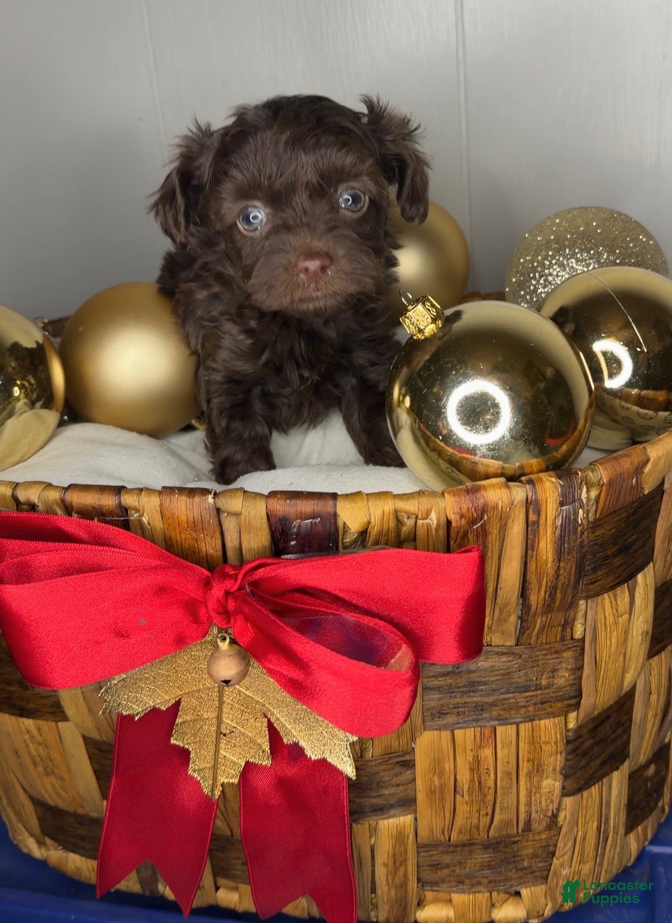 Yorkiepoo dogs Charlie  - Ad 19