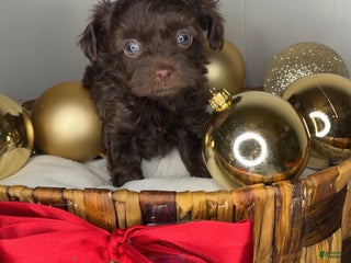 Yorkiepoo dogs Charlie - Ad 3